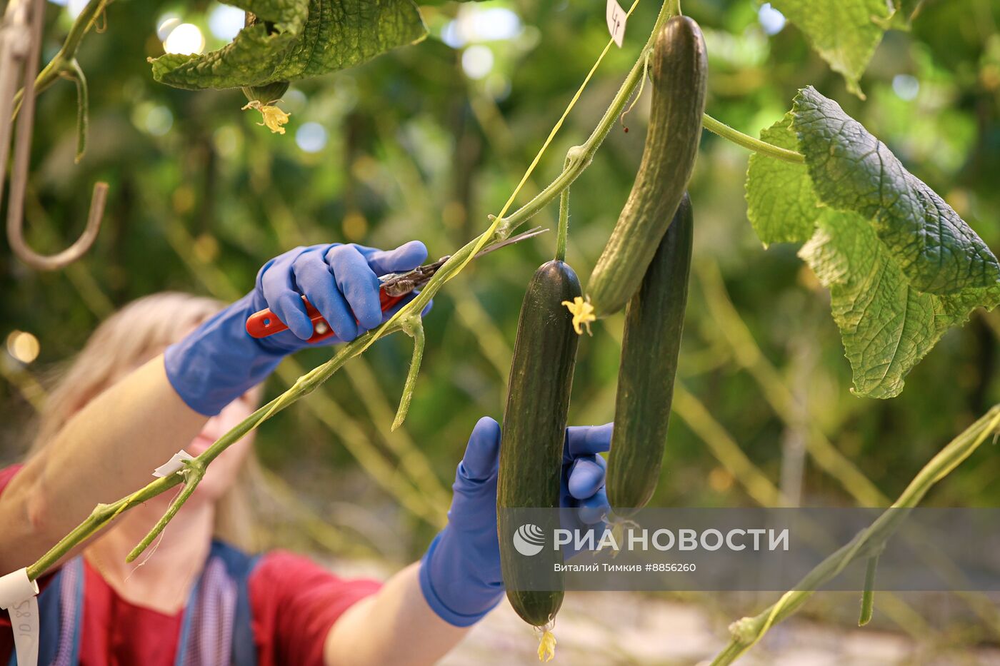 Тепличный комплекс по выращиванию овощей 