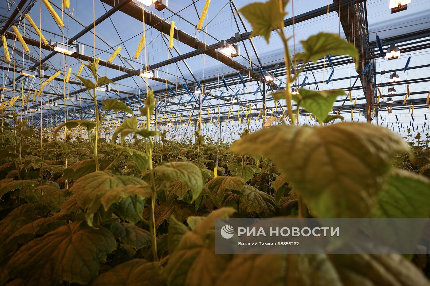 Тепличный комплекс по выращиванию овощей 