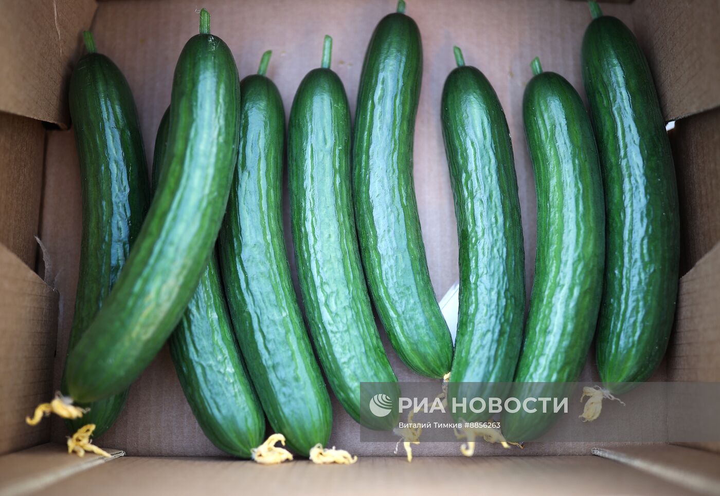 Тепличный комплекс по выращиванию овощей 