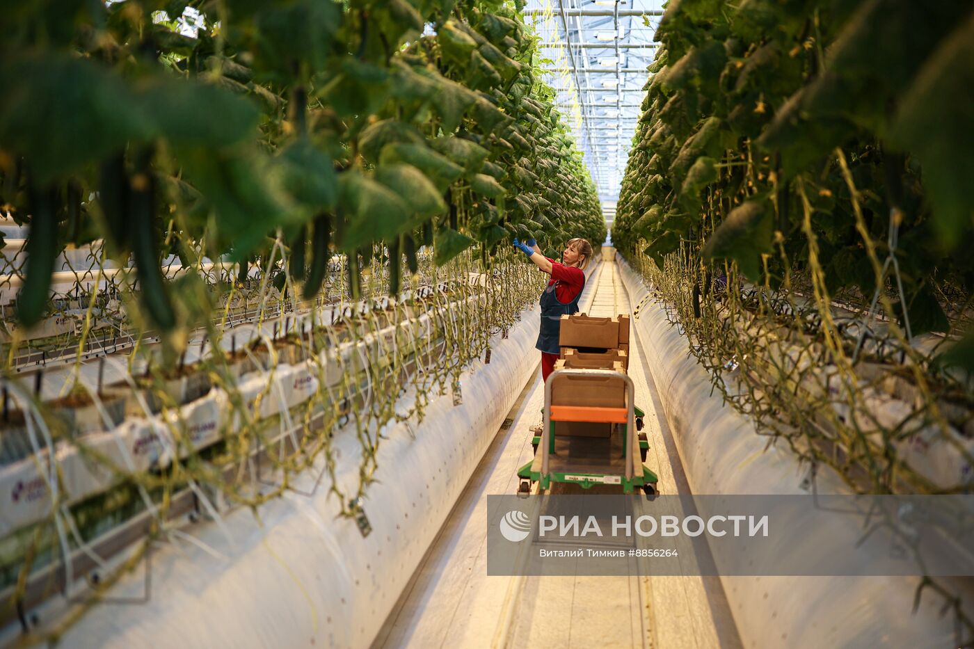 Тепличный комплекс по выращиванию овощей 