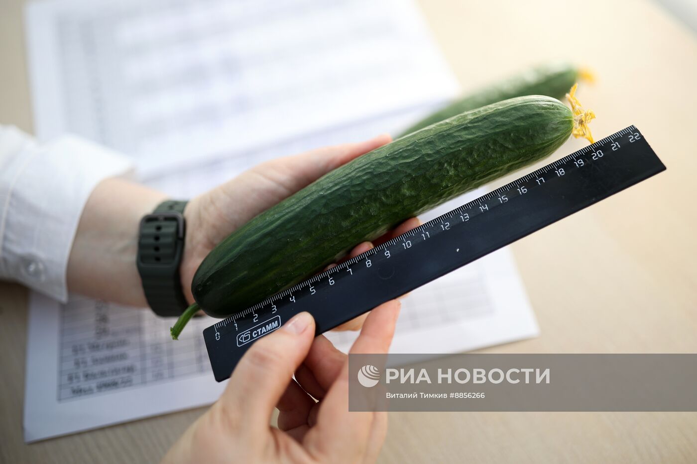 Тепличный комплекс по выращиванию овощей