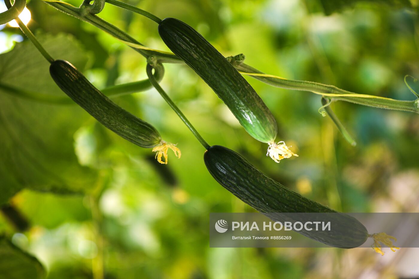 Тепличный комплекс по выращиванию овощей 