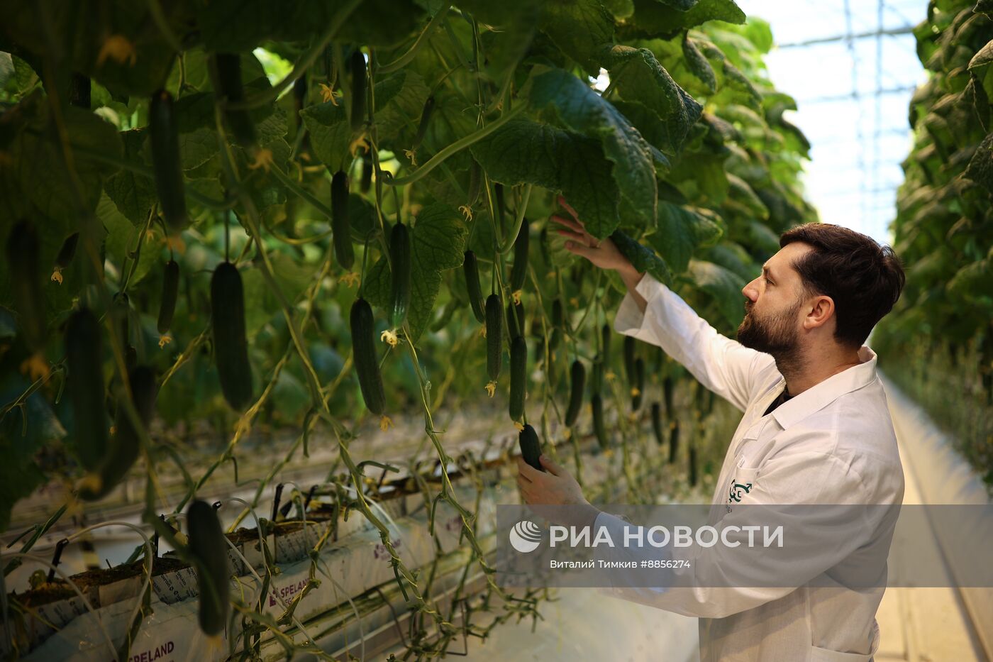 Тепличный комплекс по выращиванию овощей 