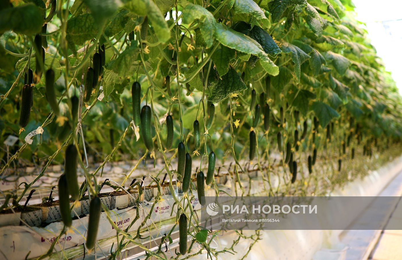 Тепличный комплекс по выращиванию овощей 