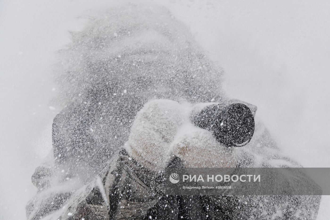 Зимовка лебедей в Алтайском крае