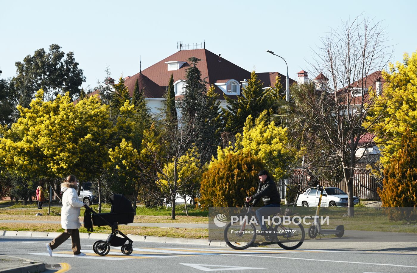 Цветение мимозы в Краснодарском крае