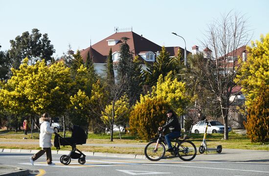 Цветение мимозы в Краснодарском крае