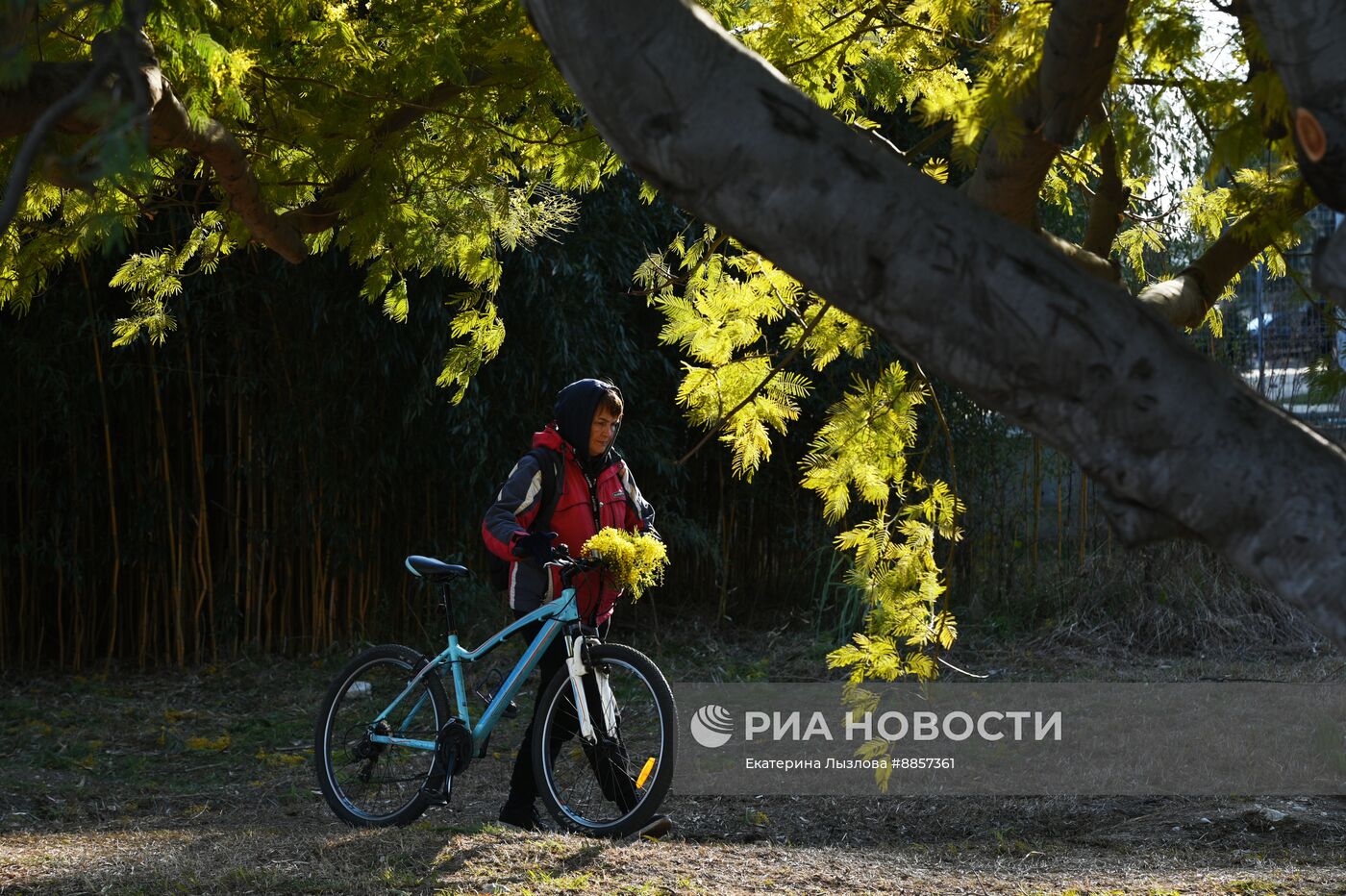 Цветение мимозы в Краснодарском крае