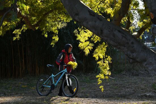 Цветение мимозы в Краснодарском крае