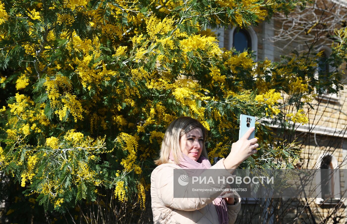 Цветение мимозы в Краснодарском крае