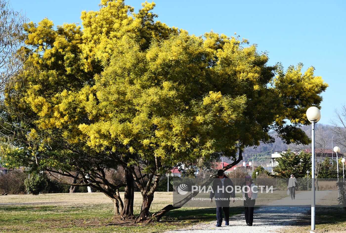 Цветение мимозы в Краснодарском крае