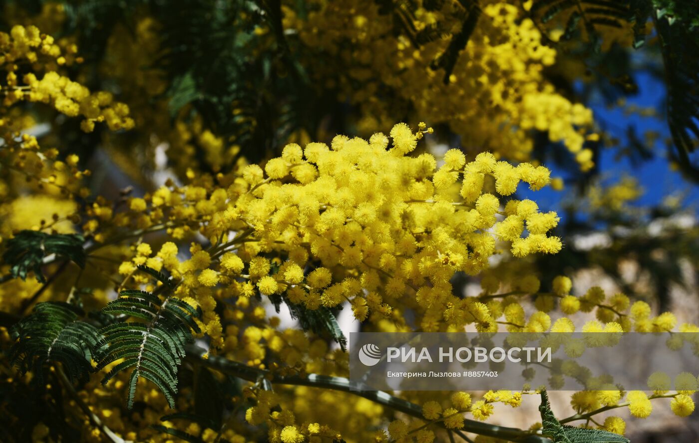 Цветение мимозы в Краснодарском крае
