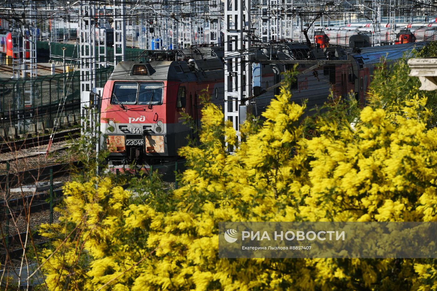 Цветение мимозы в Краснодарском крае