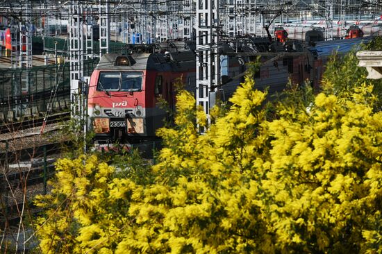 Цветение мимозы в Краснодарском крае