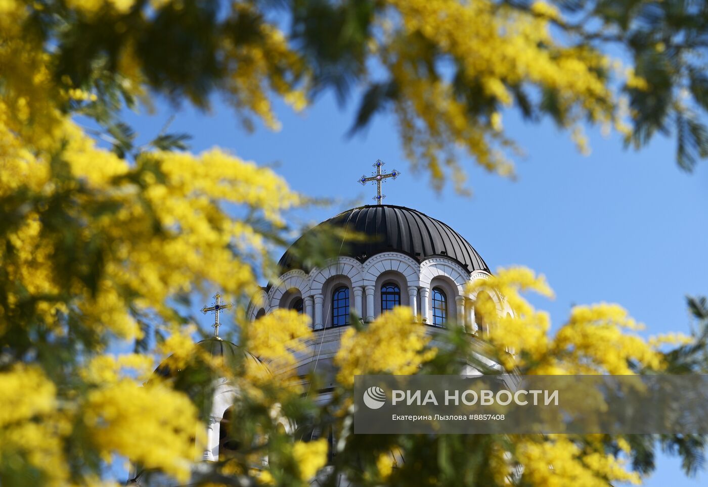 Цветение мимозы в Краснодарском крае