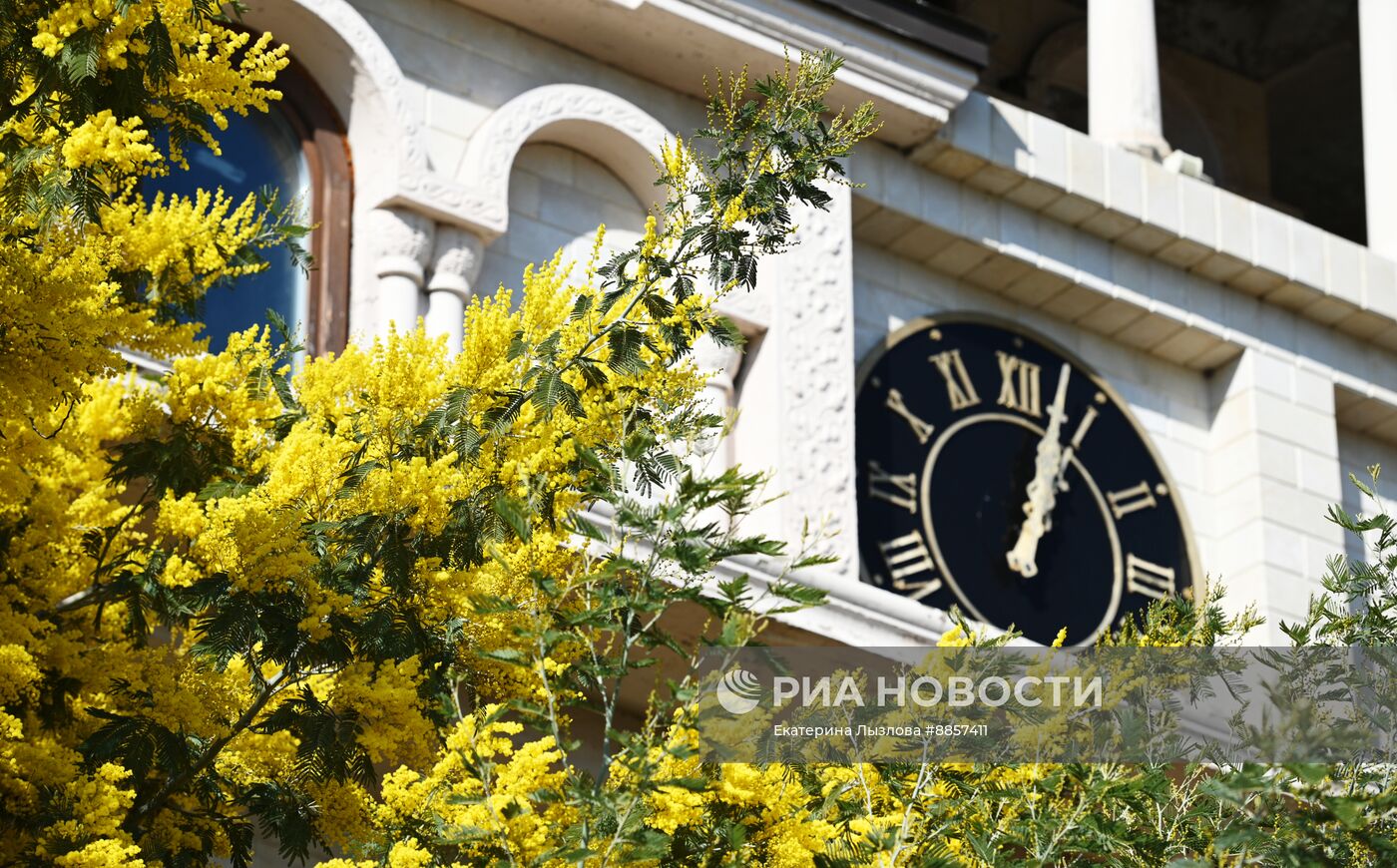 Цветение мимозы в Краснодарском крае