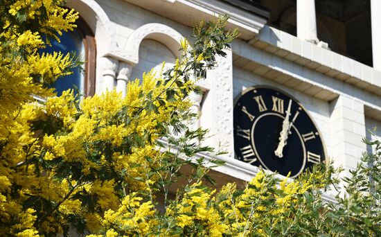 Цветение мимозы в Краснодарском крае