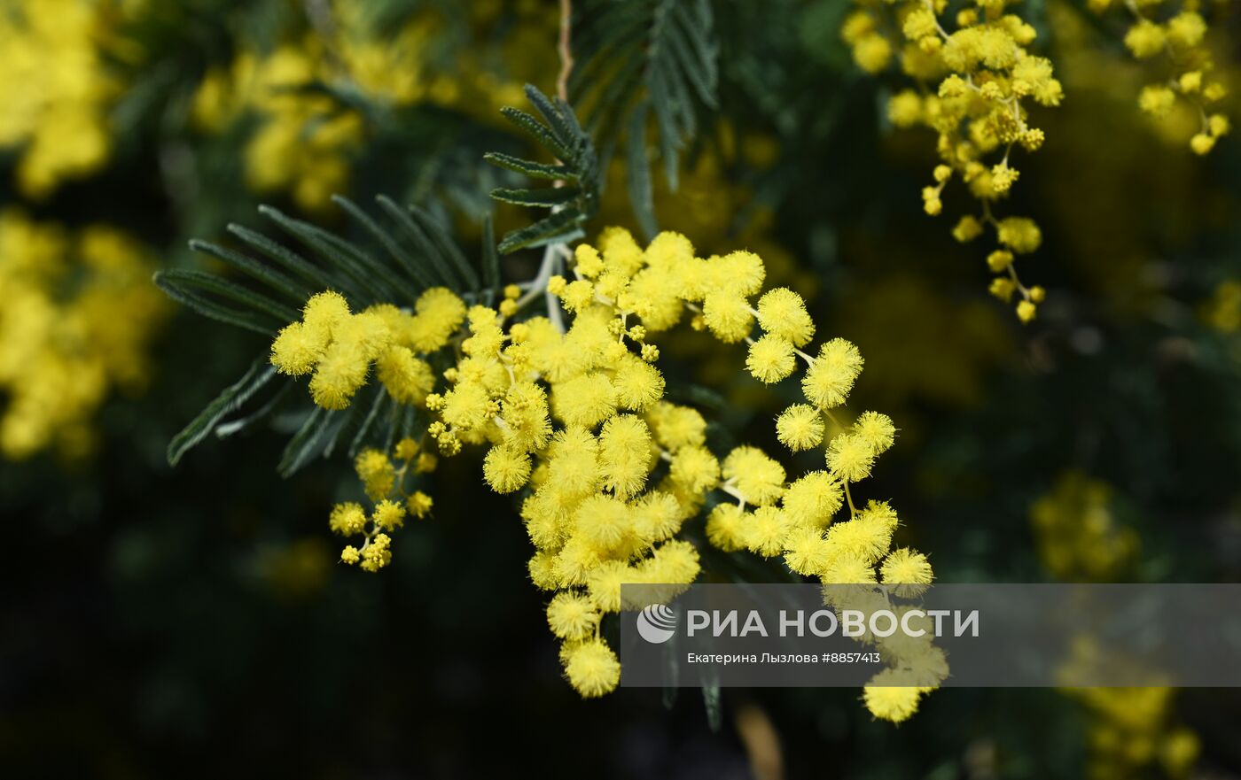 Цветение мимозы в Краснодарском крае