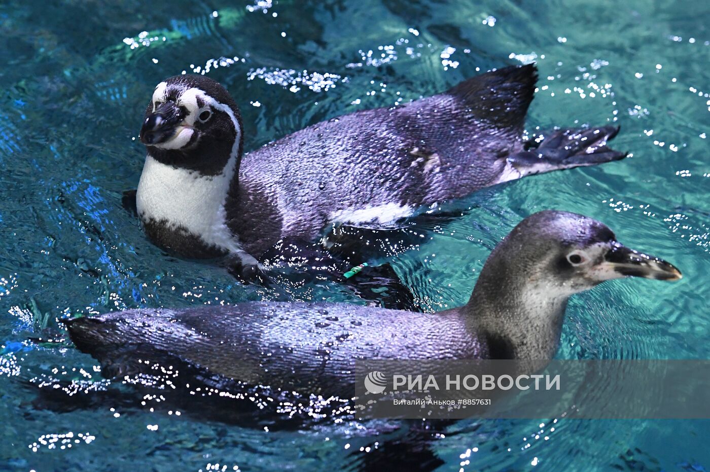 Пингвины Гумбольдта в Приморском океанариуме