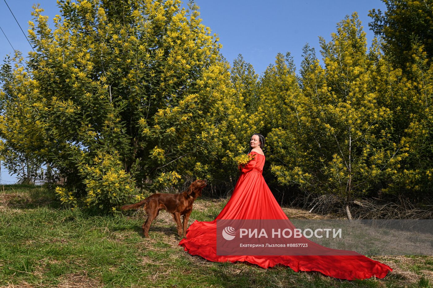 Цветение мимозы в Краснодарском крае