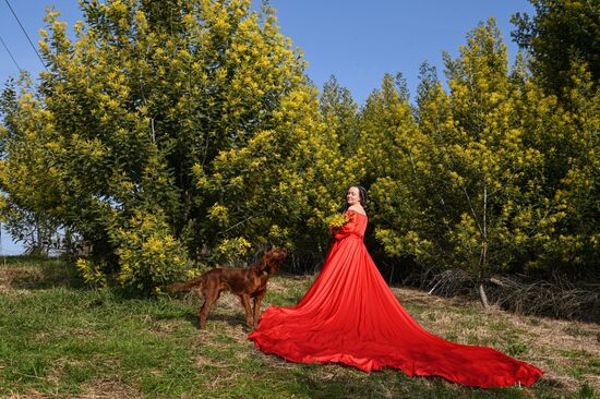 Цветение мимозы в Краснодарском крае