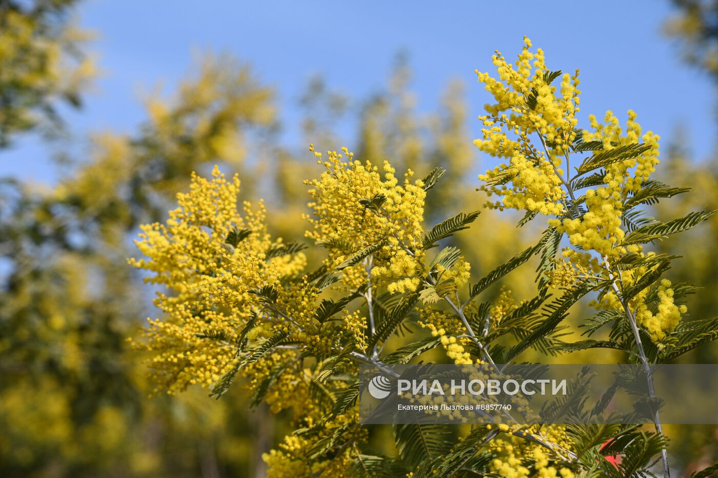 Цветение мимозы в Краснодарском крае