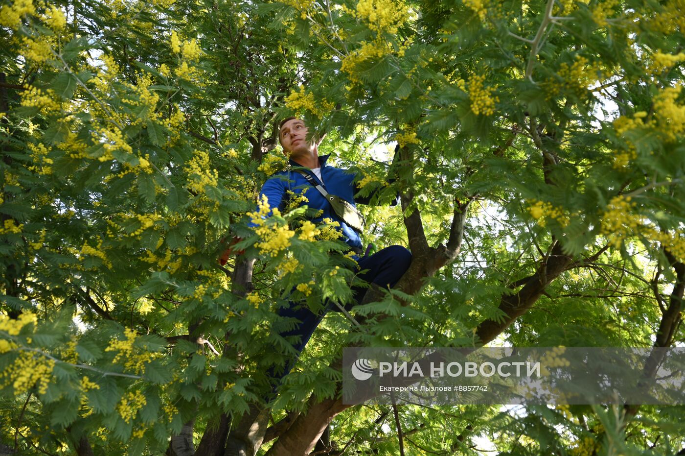 Цветение мимозы в Краснодарском крае