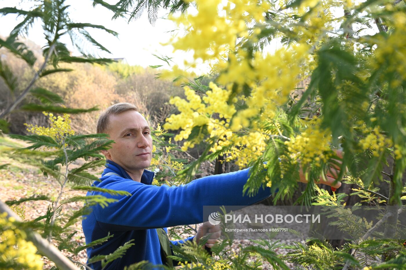 Цветение мимозы в Краснодарском крае