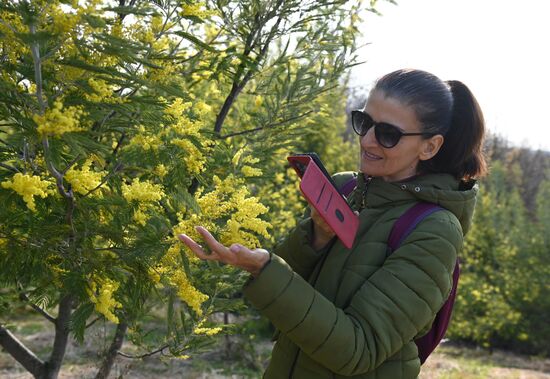 Цветение мимозы в Краснодарском крае