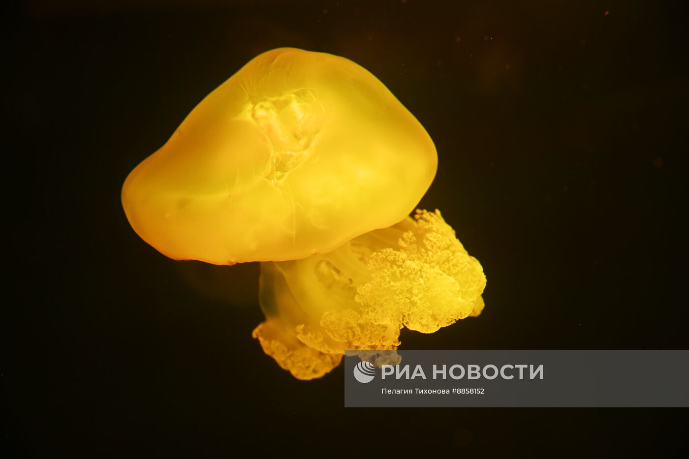 Новое пространство с медузами в "Москвариуме"