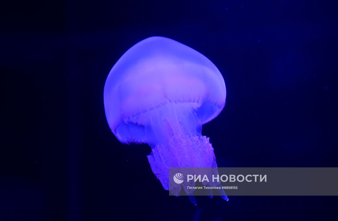 Новое пространство с медузами в "Москвариуме"