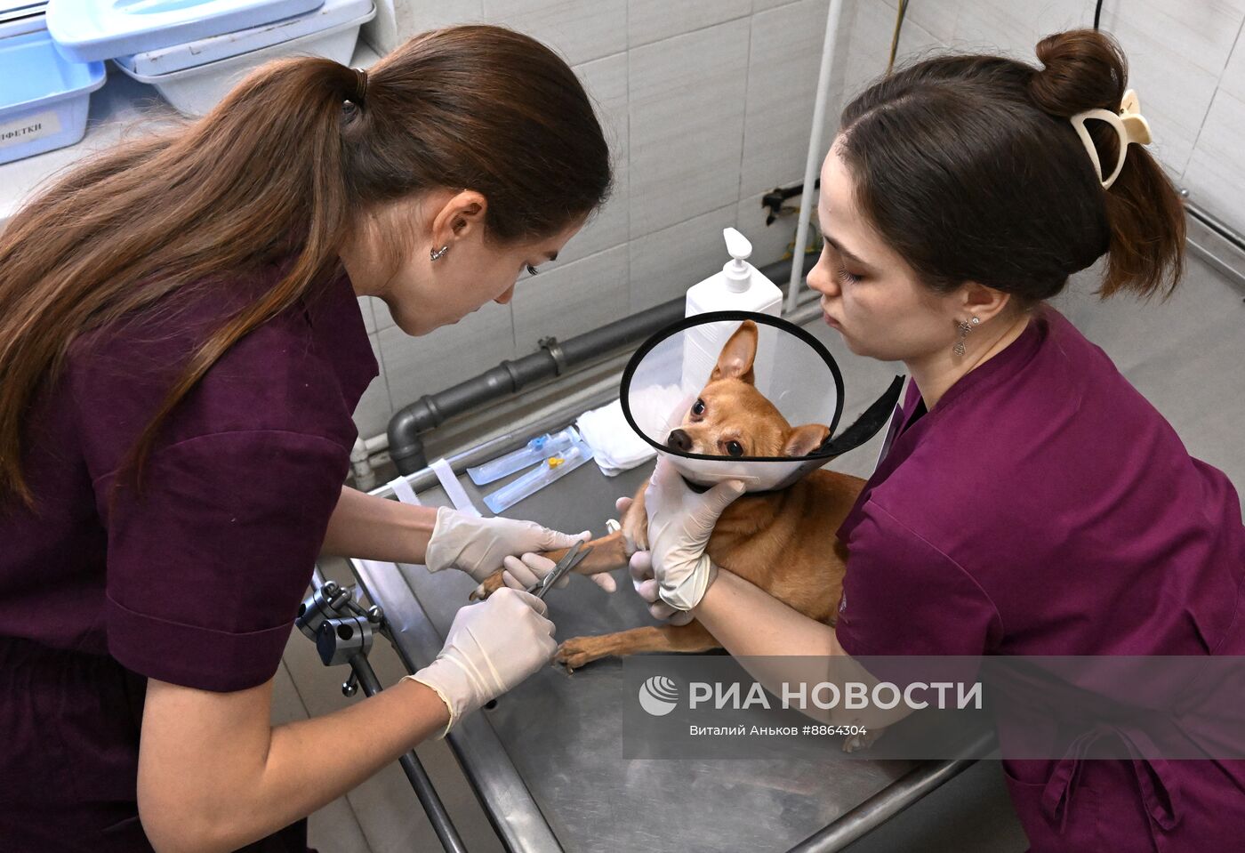 Работа ветеринарной клиники