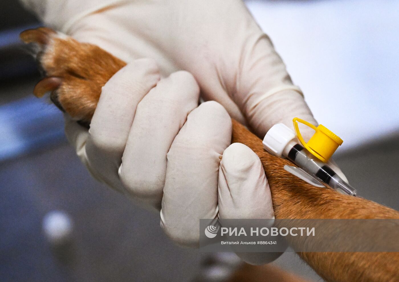 Работа ветеринарной клиники