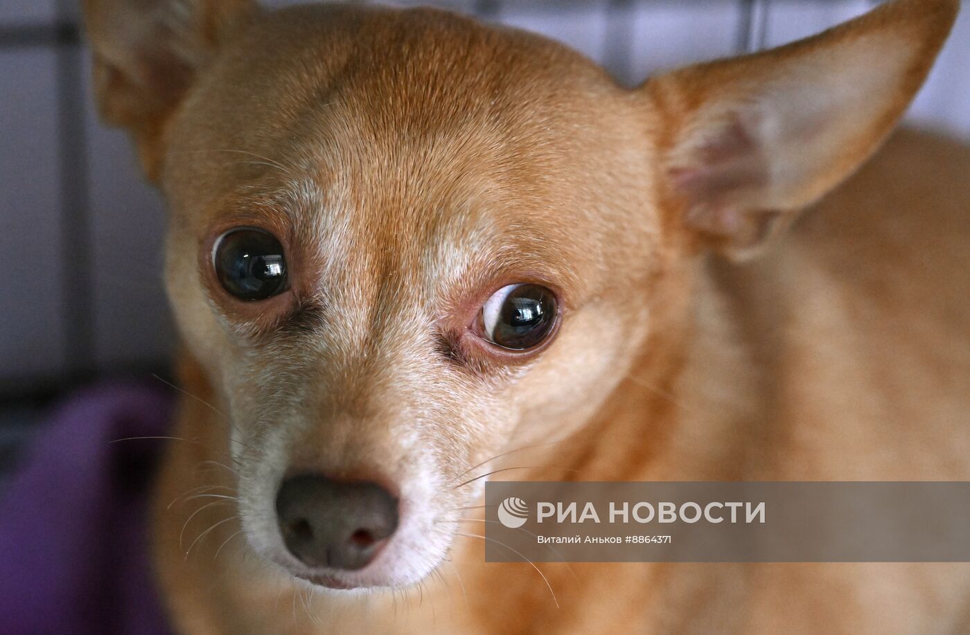 Работа ветеринарной клиники