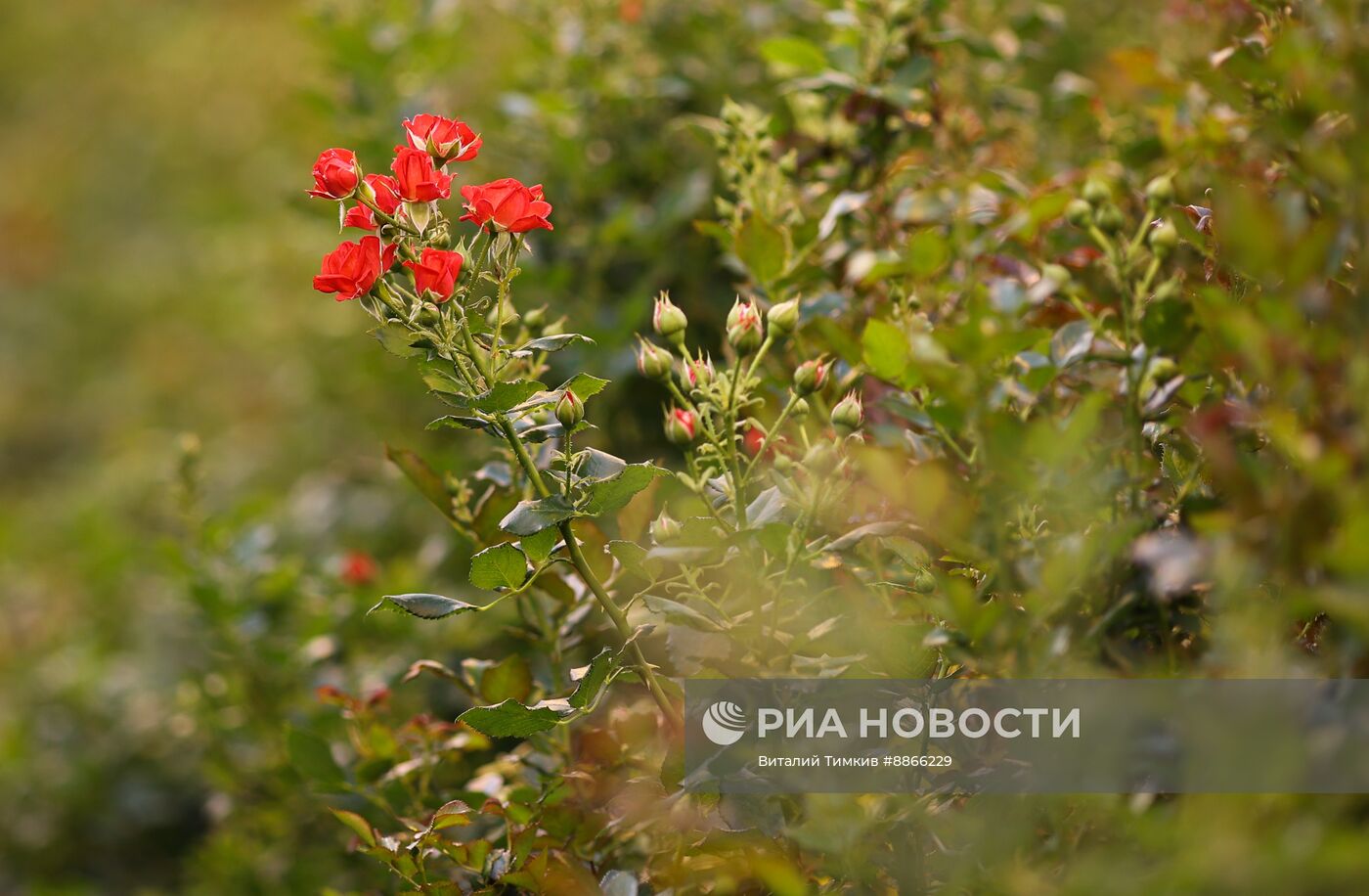 Цветы к 8 марта