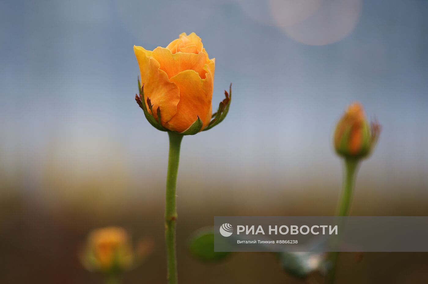 Цветы к 8 марта