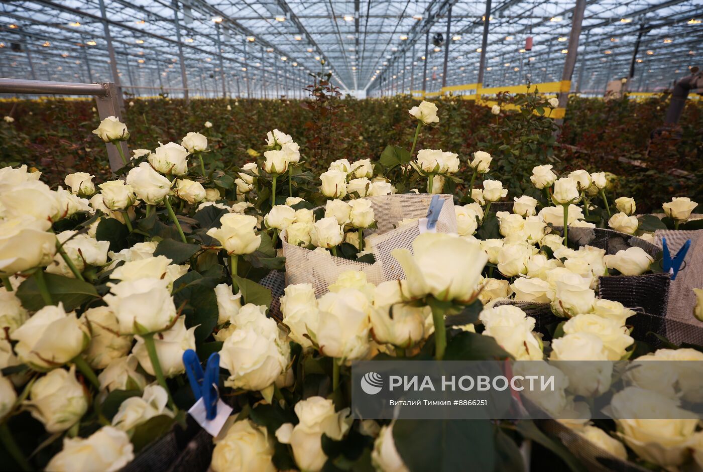Цветы к 8 марта