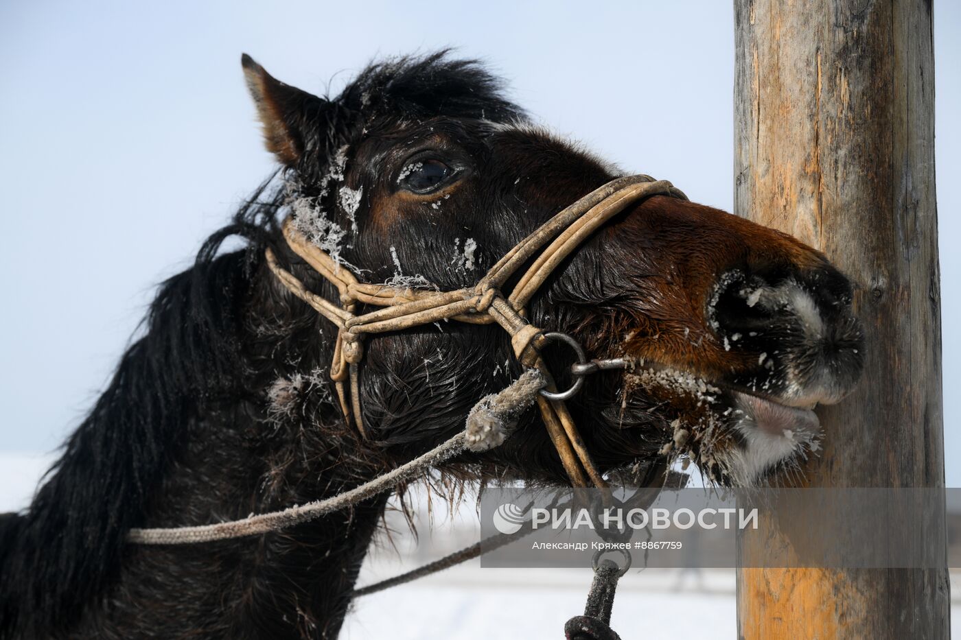 Празднование тувинского Нового года Шагаа