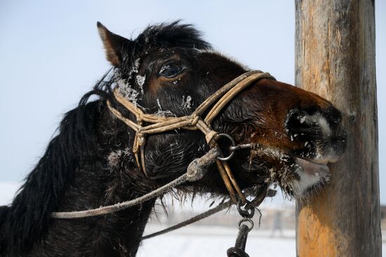 Празднование тувинского Нового года Шагаа