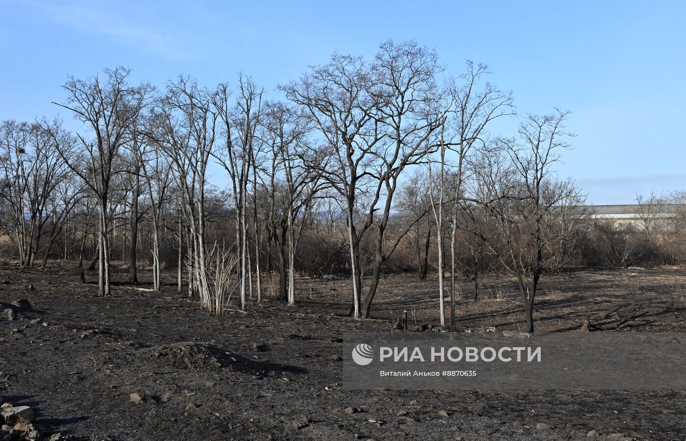 Последствия природных пожаров в Приморском крае