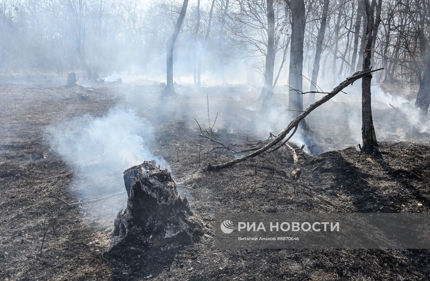 Последствия природных пожаров в Приморском крае