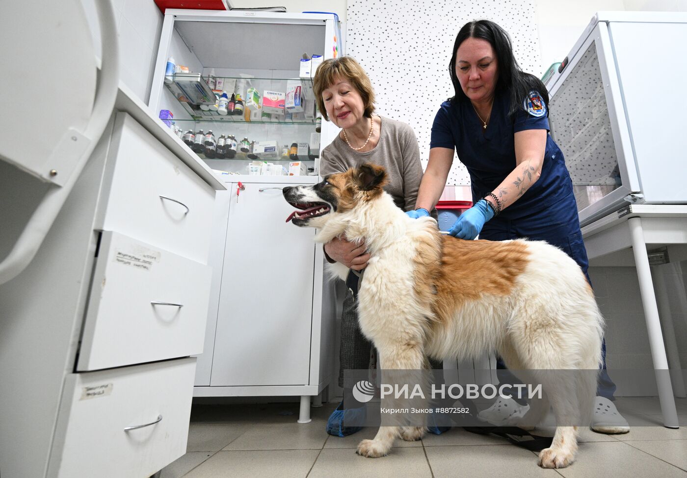 Чипирование собак в Москве