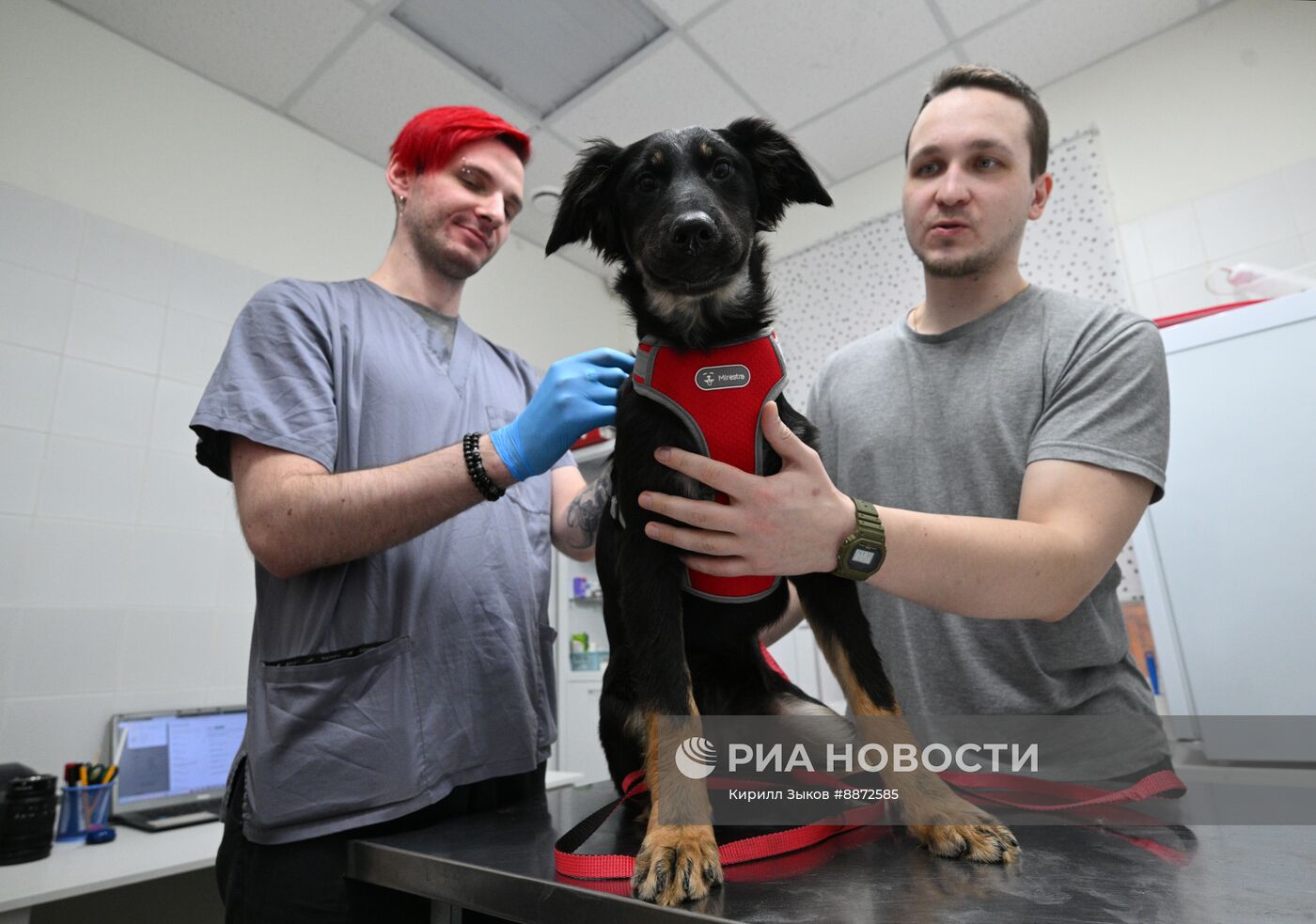 Чипирование собак в Москве