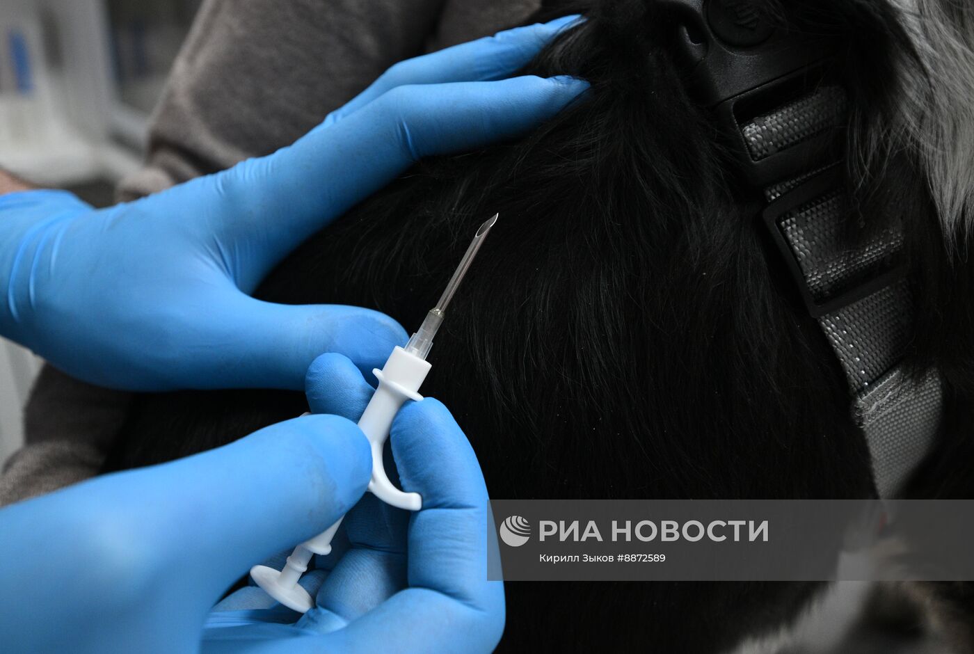 Чипирование собак в Москве