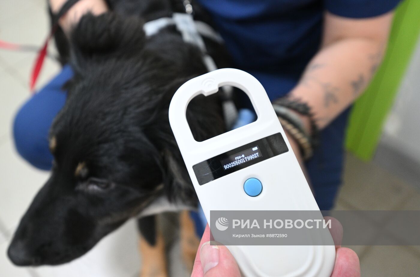 Чипирование собак в Москве