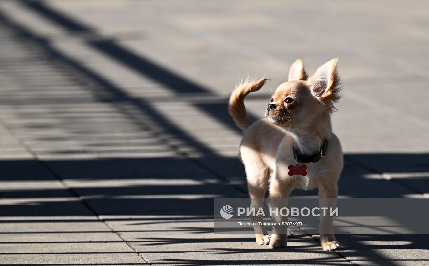 Весна в Москве