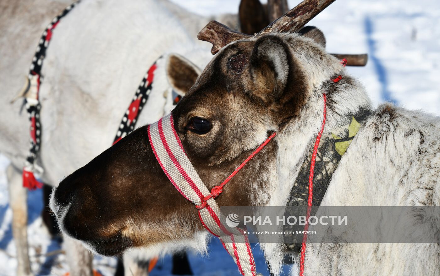 День оленевода в Забайкальском крае