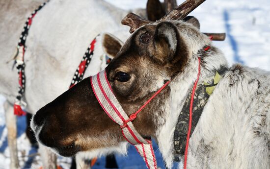 День оленевода в Забайкальском крае
