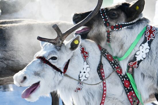 День оленевода в Забайкальском крае