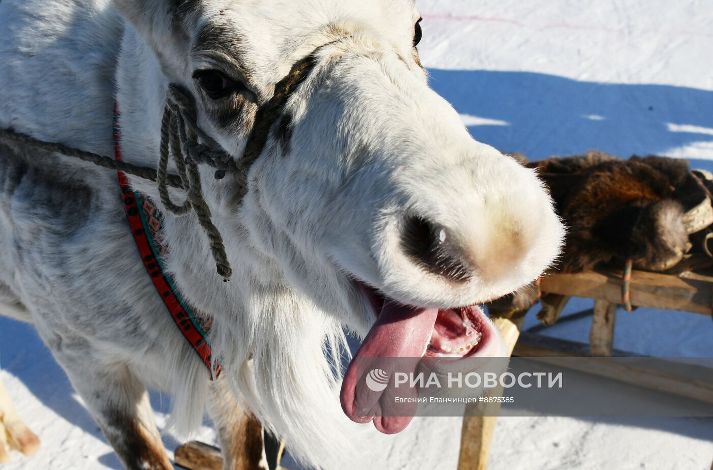 День оленевода в Забайкальском крае